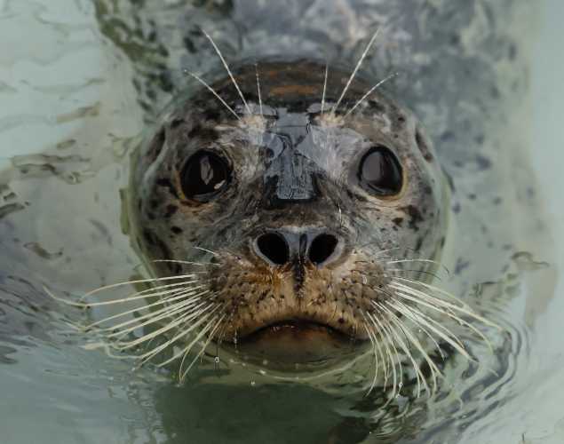 harbor seal Lucinda