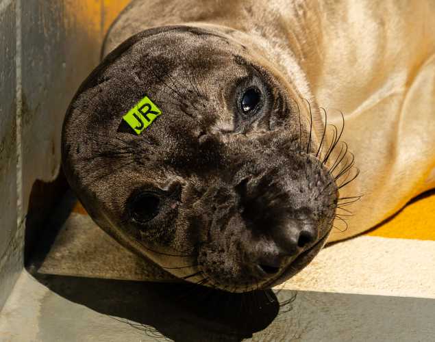 northern elephant seal Revvy