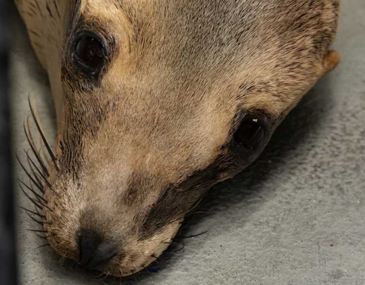 A sick sea lion in rehabilitation at The Marine Mammal Center’s hospital.