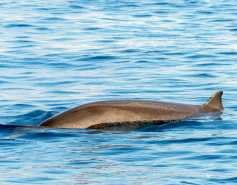 beaked whale
