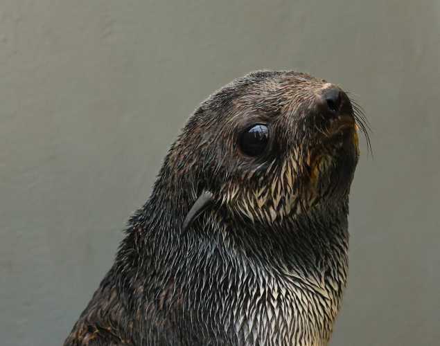 northern fur seal Stringbean