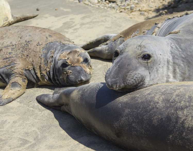 A mature elephant seal and younger elephant seal have partially shed their skin and fur.