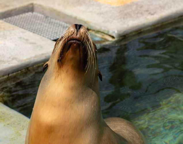 California sea lion Navy
