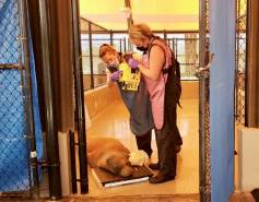 Hawaiian monk seal in care at the marine mammal center receiving a radiograph exam