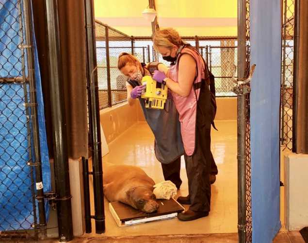 Hawaiian monk seal in care at the marine mammal center receiving a radiograph exam