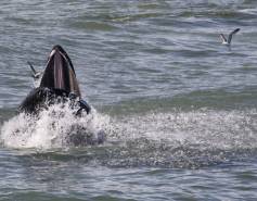 humpback whale feeding on fish in water