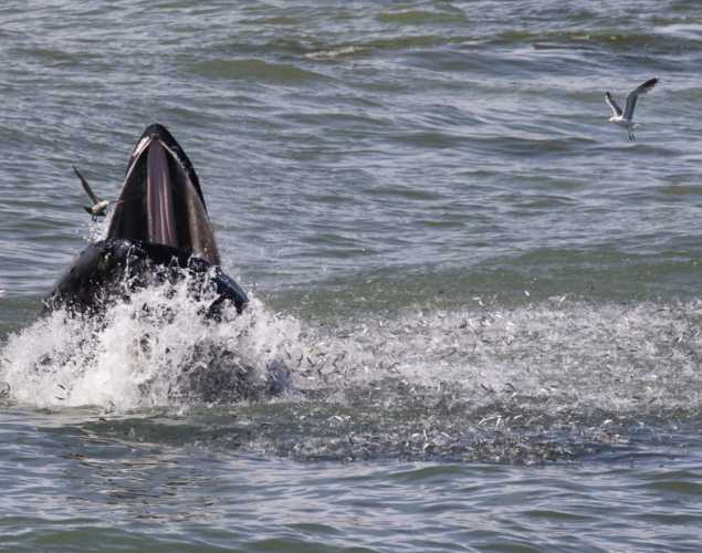 humpback whale feeding on fish in water
