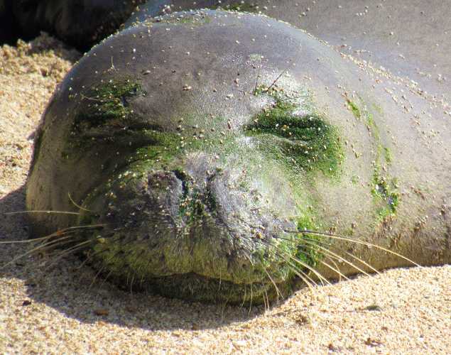 Hawaiian monk seal Pōhaku resting on Oahu before rescue