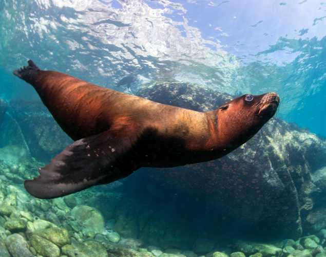 An underwater view of a sea lion diving in the ocean. 