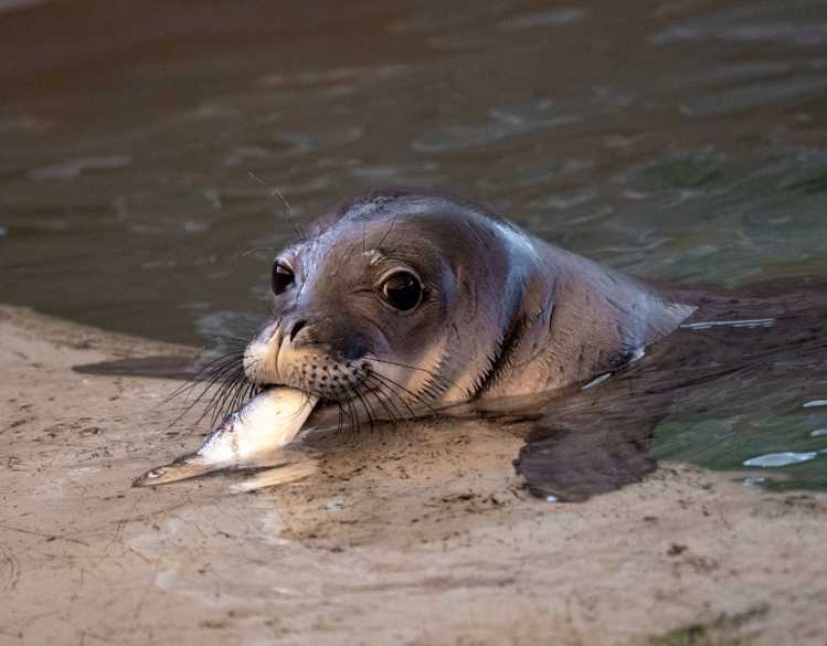 A rehabilitating Hawaiian monk seal pup swims in the pool with a fish in its mouth.