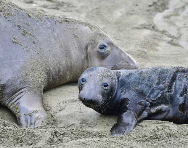 Northern elephant seal and pup