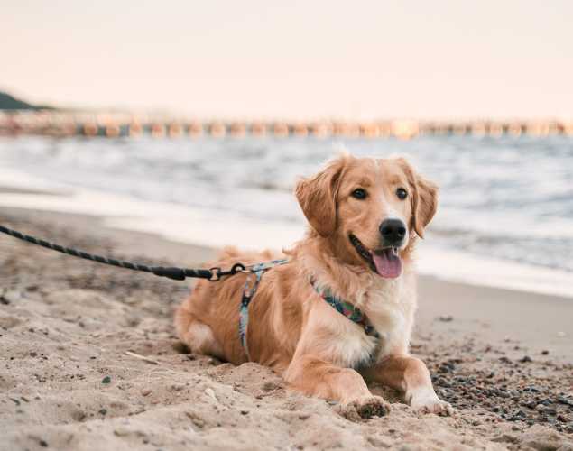a golden retriever lying on a sandy beach with a leash and harness