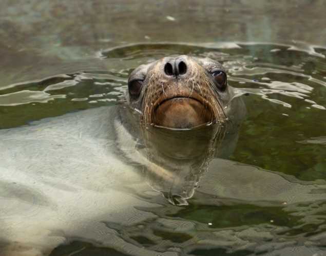 California sea lion
