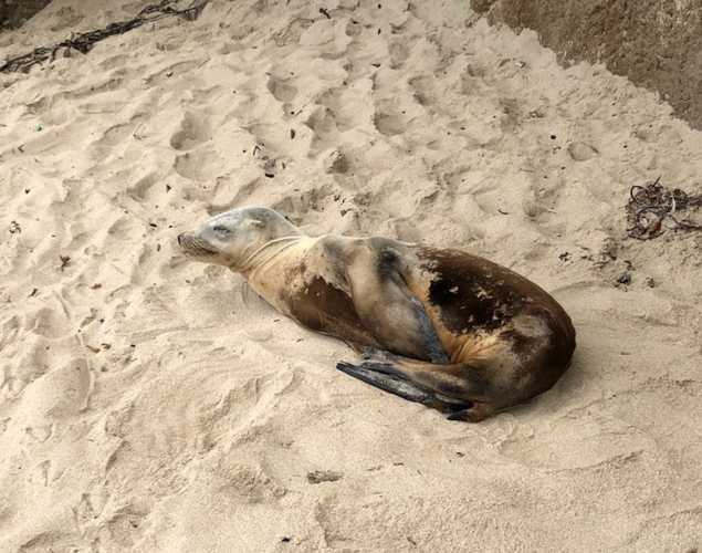 California sea lion on a sandy beach with flippers tucked to abdomen