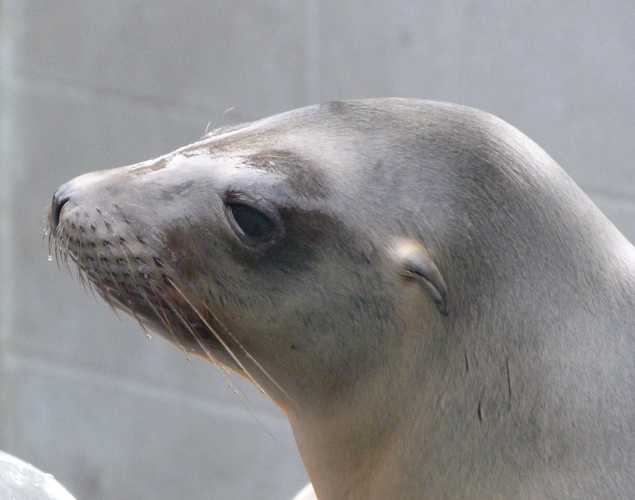 California sea lion Hubcap