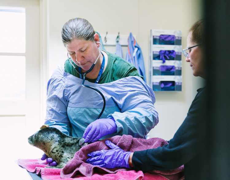 A veterinarian uses a stethoscope during a medical exam on a harbor seal pup.