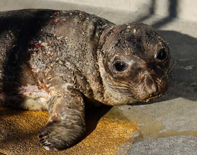 elephant seal Zhivago