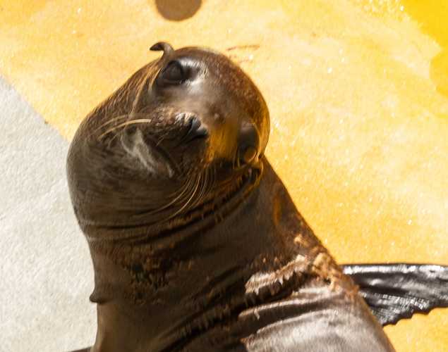 California sea lion Cleom