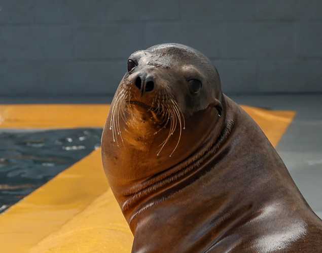 California sea lion Needle