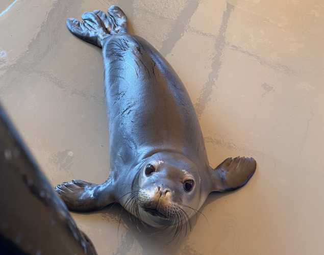 Hawaiian monk seal