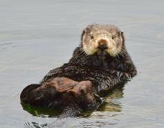 sea otter floating on its back