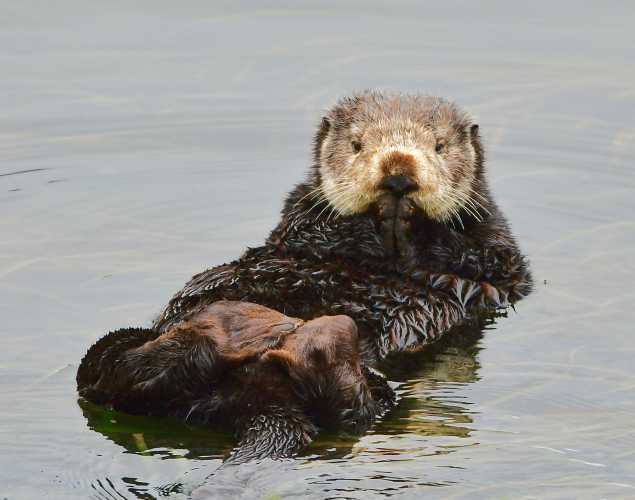 sea otter floating on its back