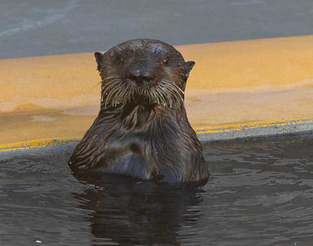 southern sea otter, Mooring