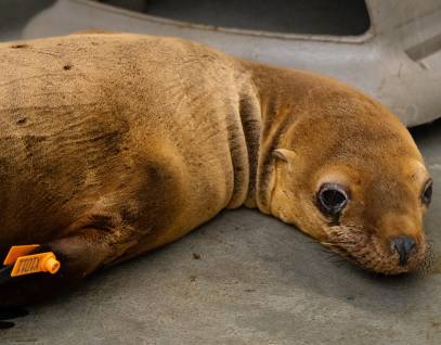 california sea lion vannebran