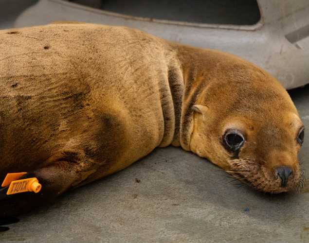 california sea lion vannebran