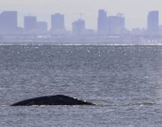 gray whale surfacing with cityscape in the background