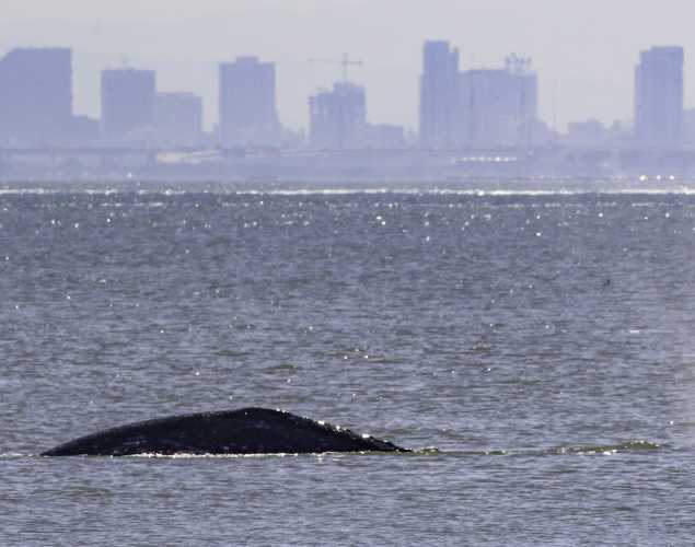 gray whale with cityscape in the background