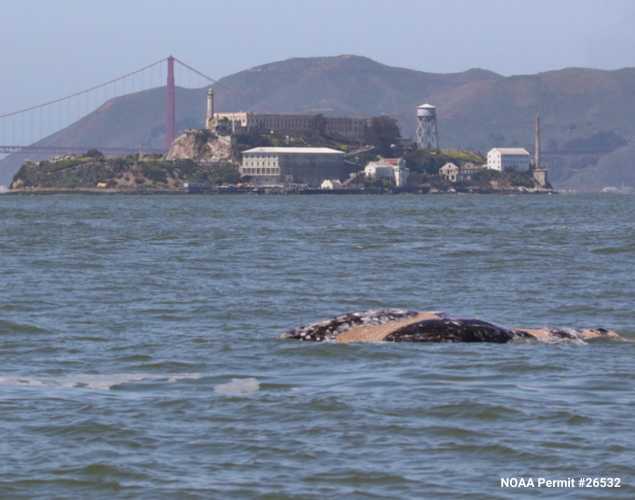gray whale in the San Francisco Bay with Alcatraz and Golden Gate in background
