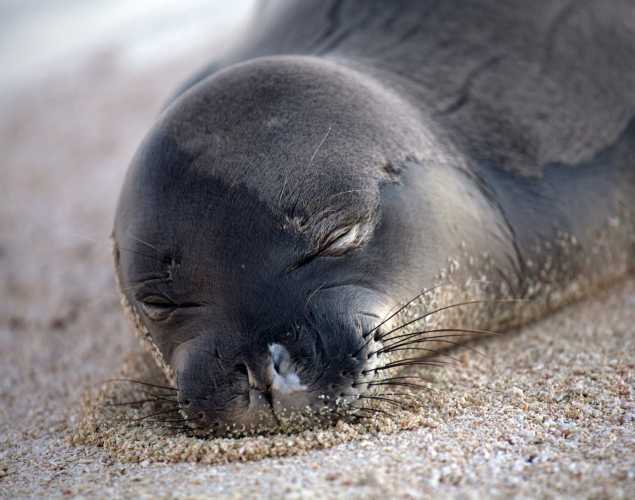 Hawaiian monk seal Kūlia