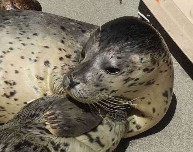 harbor seal Dijon
