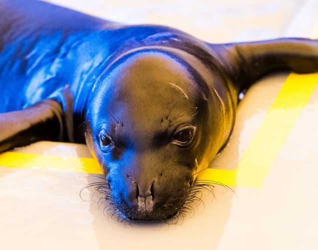 Hawaiian monk seal