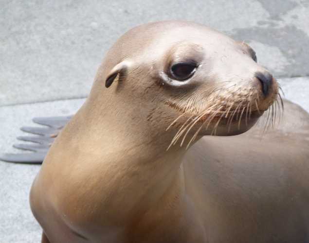 California sea lion Germond