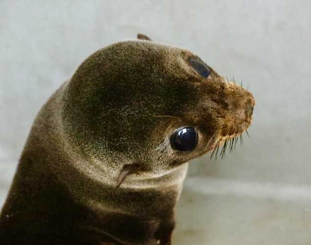 Guadalupe fur seal Fumble