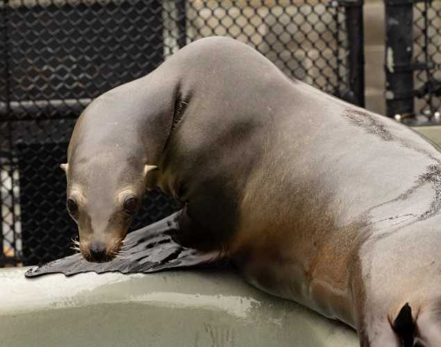 California sea lion, Fuzzy Rock