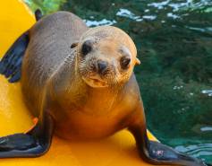 California sea lion