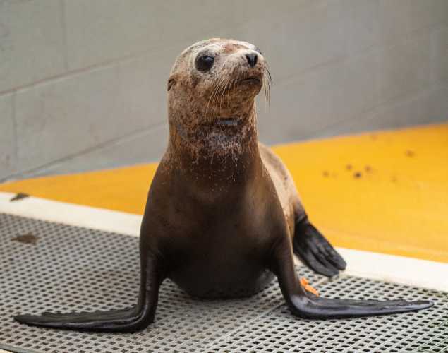 California sea lion