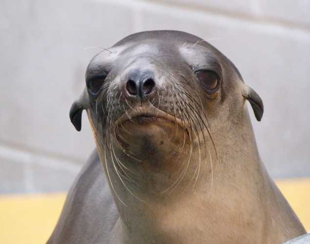 California sea lion Scamper