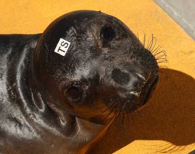 northern elephant seal Tanpar