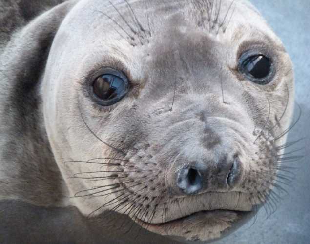 northern elephant seal Rounga