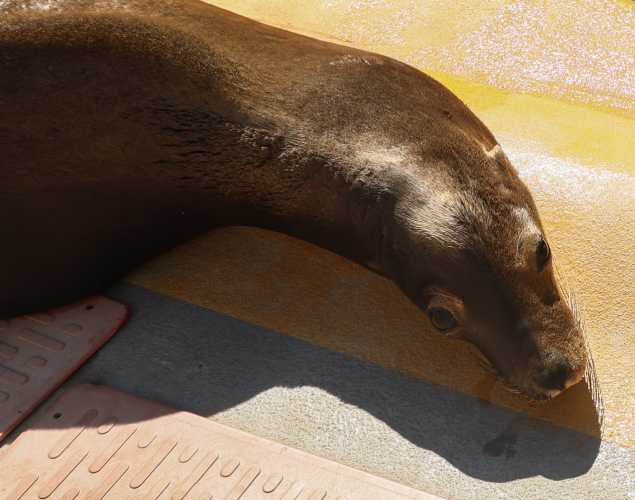 California sea lion Bryce