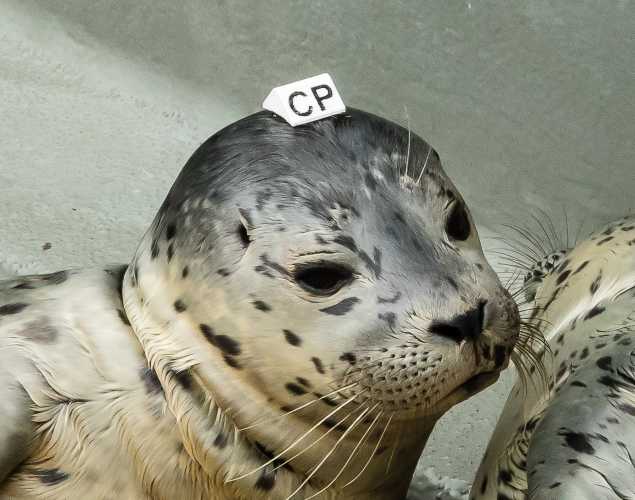 harbor seal Pintlo