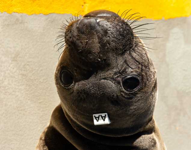 northern elephant seal Aria