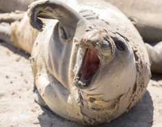 Molting Elephant seal