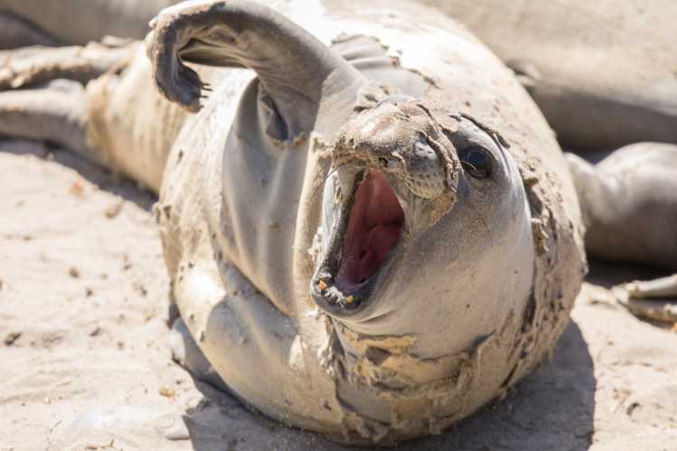 molting elephant seal with his mouth open