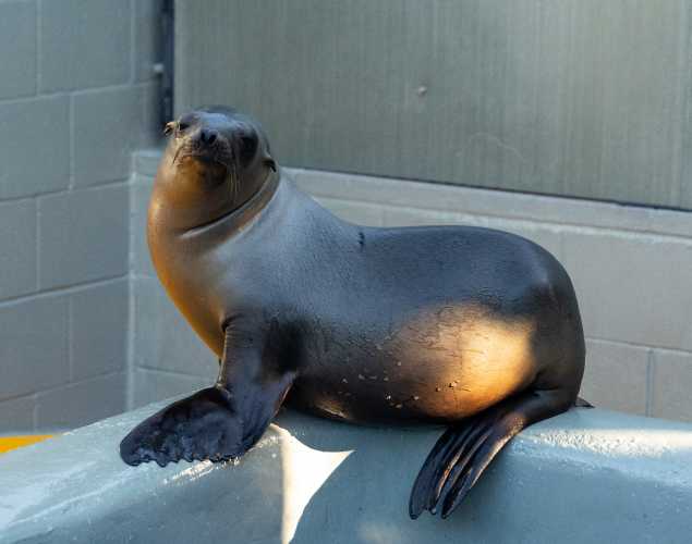 California sea lion