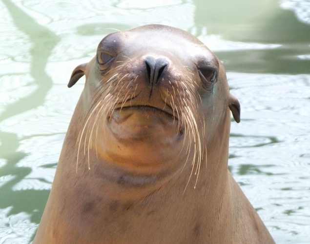 California sea lion Juniper